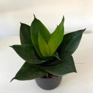Sansevieria Green Mould