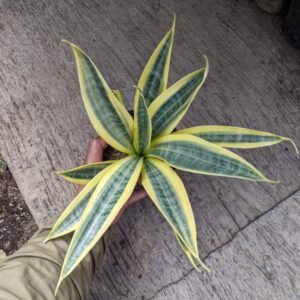 Sansevieria Yellow Thrive