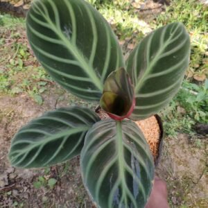 Calathea Ecuadoriana ( Calathea Red Zebrina )