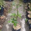Tecomanthe Dendrophila - Gambar 3