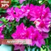 Paket Tanaman Azalea (4 Pohon) - Gambar 2