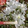 Paket Tanaman Azalea (4 Pohon) - Gambar 6