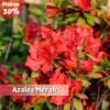 Paket Tanaman Azalea (4 Pohon) - Gambar 4