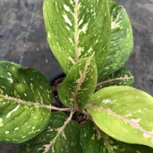 Aglaonema Grees Pink