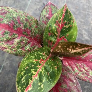 Aglaonema Stardust