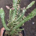 kaktus Mini Opuntia Tuna Monstruosa