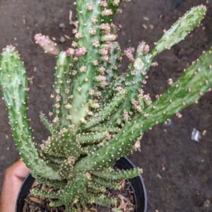 kaktus Mini Opuntia Tuna Monstruosa