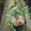 Tecomanthe Dendrophila - Gambar 2