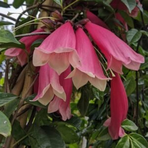 Tecomanthe Dendrophila