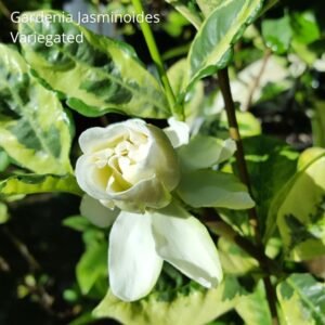 Gardenia Jasminoides Variegated