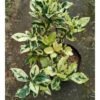 Gardenia Jasminoides Variegated - Gambar 2