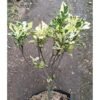 Gardenia Jasminoides Variegated - Gambar 3