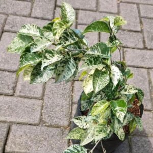 Ficus Benjamina Variegated / Beringin Variegata