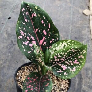 Aglaonema Pink Dalmation