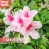 Paket Tanaman Azalea (4 Pohon) - Gambar 3