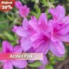 Paket Tanaman Azalea (4 Pohon) - Gambar 5