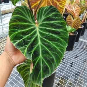 Philodendron Verrucosum