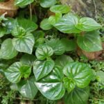 Sirih Cina (Peperomia Pellucida)