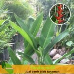 Heliconia ( Pisang Hias )