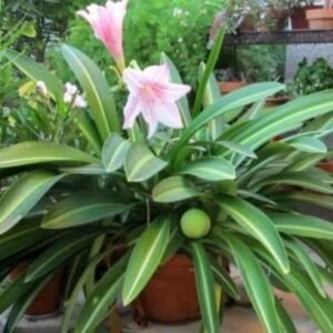 Amaryllis Variegata