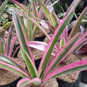 Bromelia Hijau Garis Pink