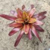 Bromelia Binggo - Gambar 2