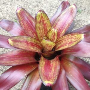 Bromelia Binggo