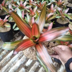 Bromelia Orange Flush