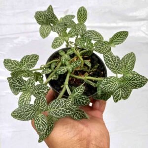 Fittonia Snow White
