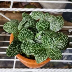 Fittonia Hijau