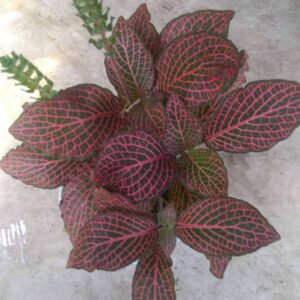 Fittonia Ungu