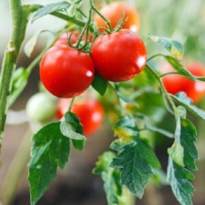 Tomat Cherry