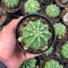 Kaktus Echinopsis Subdenudata - Gambar 4