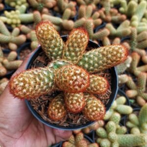 Kaktus Mammillaria Elongata Cluster Orange