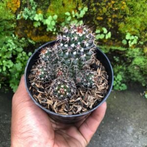 Kaktus Mammillaria Backebergiana