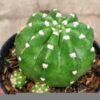 Kaktus Echinopsis Subdenudata - Gambar 3