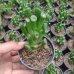 Crassula Ovata Gollum