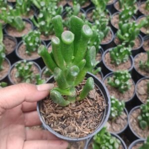 Crassula Ovata Gollum