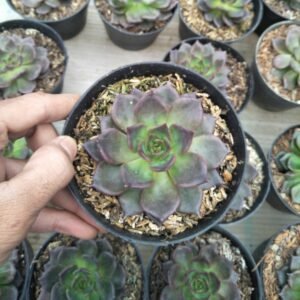 Sukulen Echeveria Black Prince