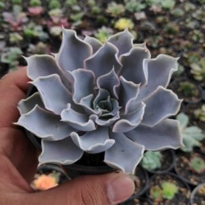 Sukulen Echeveria Curly Gray