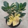 Golden Jade Tree - Gambar 2