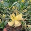 Golden Jade Tree - Gambar 3