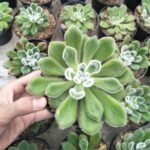 Sukulen Echeveria Doris Taylor