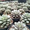 Sukulen Echeveria Graptoveria Amethorum - Gambar 2