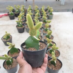 Kaktus Grafting Mickey Mouse Kuning