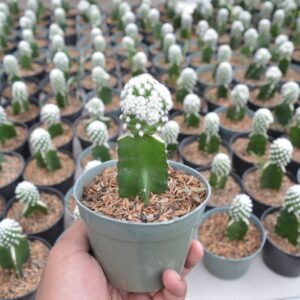 Kaktus Grafting Snowcap