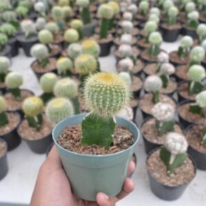 Kaktus Grafting Noto Lenning