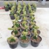 Kaktus Grafting Mickey Mouse Kuning - Gambar 2