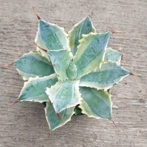 Agave Potatorum Variegata