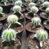 Kaktus Grafting Golden Barrel - Gambar 2